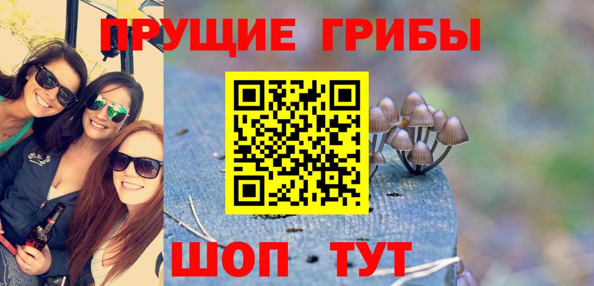 Кудрово  как найти закладки  Вход с VPN  Галлюциногенные грибы MAGIC MUSHROOMS  Псилоцибиновые грибы мухоморы 